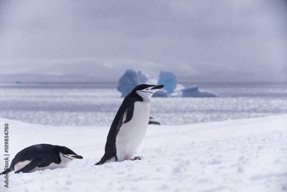 Obraz premium penguin and snow