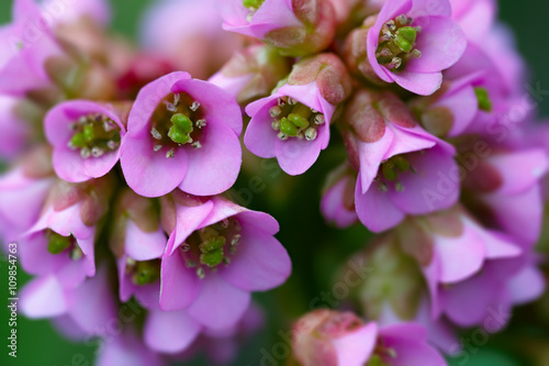  Bergenia crassifolia.Perennial herbaceous plant.