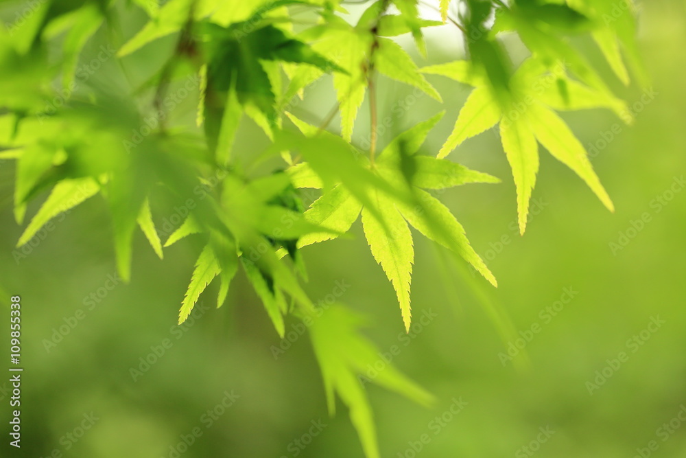 Fresh green maple leaves.
