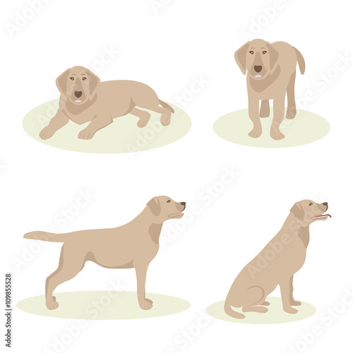 Set Dog Labrador