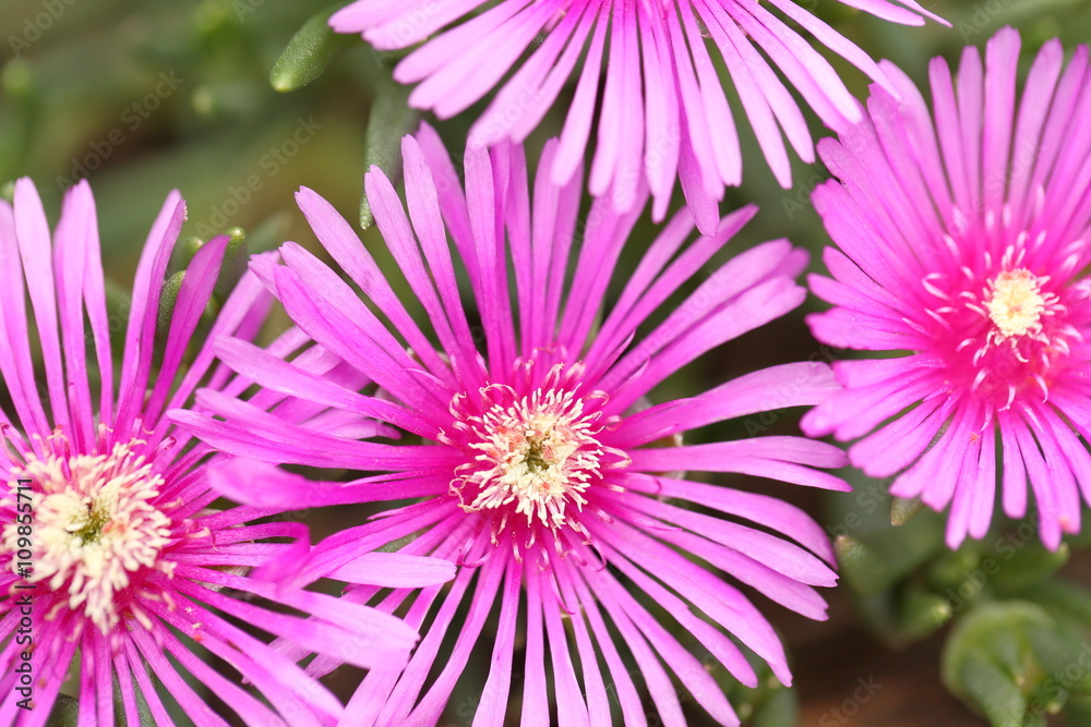 Obraz premium A wild flower in spring.