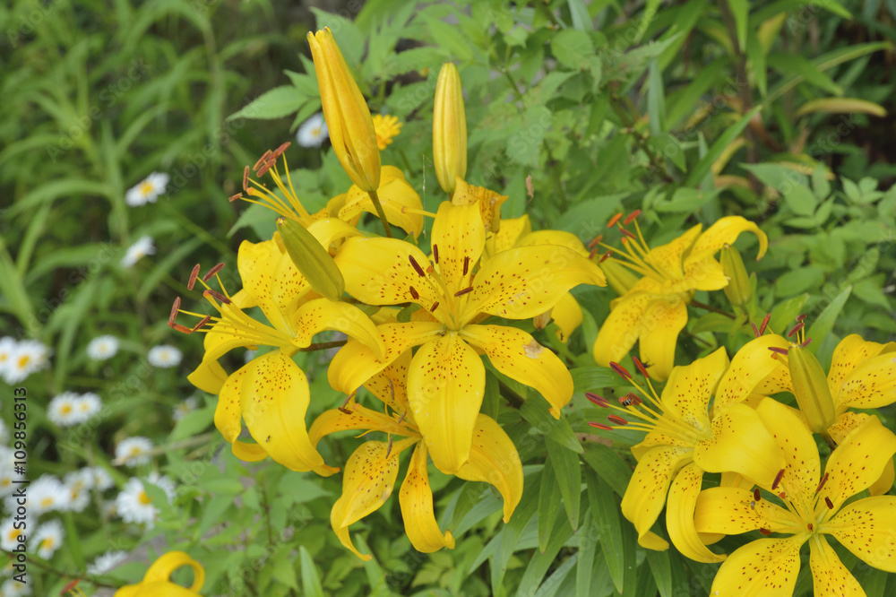 Yellow lilies 6 Yellow lilies 6