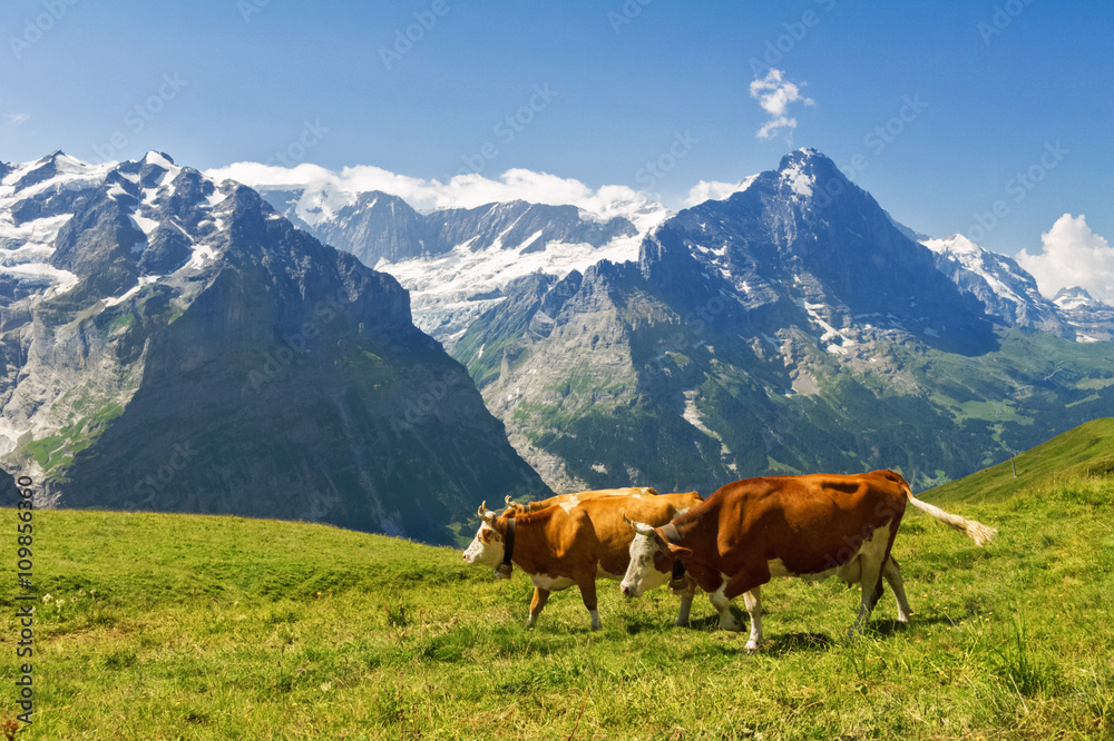 Beautiful idyllic alpine landscape with cows, Alps mountains  and countryside in summer, Switzerland
