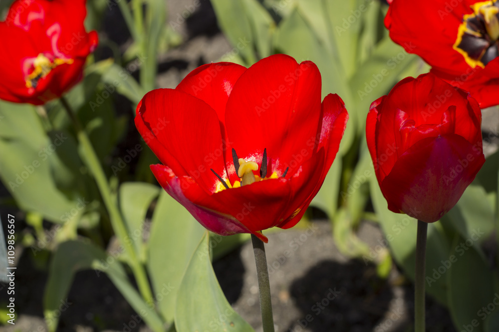 Beautiful red tulips in the garden, spring time, inside the flower Beautiful red tulips in the garden, spring time, inside the flower