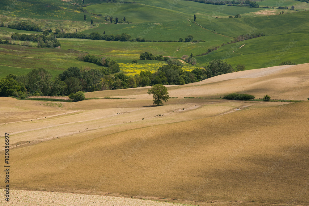 Typical tuscany landscape