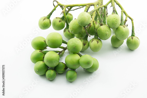 Turkey berry, Solanum torvum is a bushy, erect and spiny perennial plant used horticulturally as a rootstock for eggplant. photo