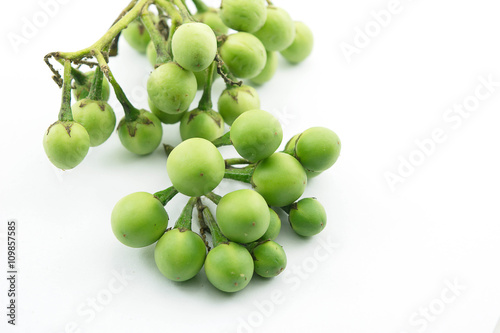 Turkey berry, Solanum torvum is a bushy, erect and spiny perennial plant used horticulturally as a rootstock for eggplant. photo