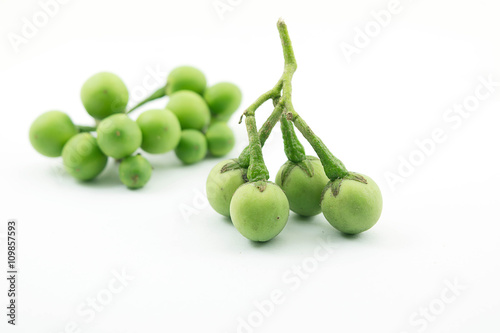 Turkey berry, Solanum torvum is a bushy, erect and spiny perennial plant used horticulturally as a rootstock for eggplant. photo