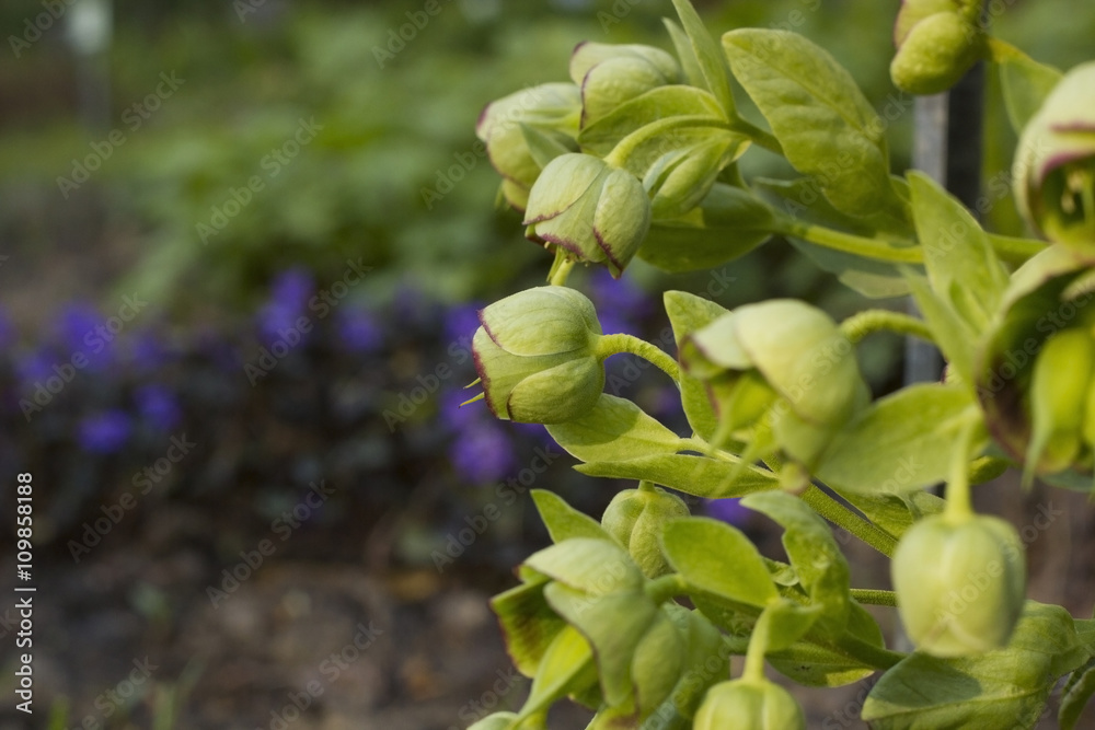 Obraz premium Hellebore flower, spring day in garden (helleborus foetidus)