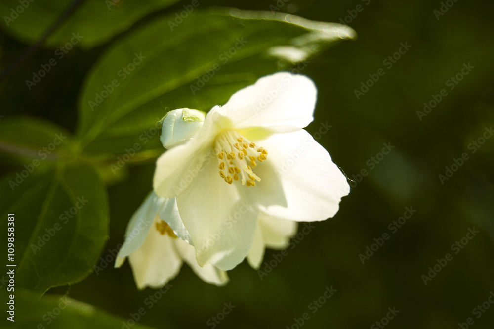 Wallpaper Macro white Flower on Blur Background Wallpaper Macro white Flower on Blur Background
