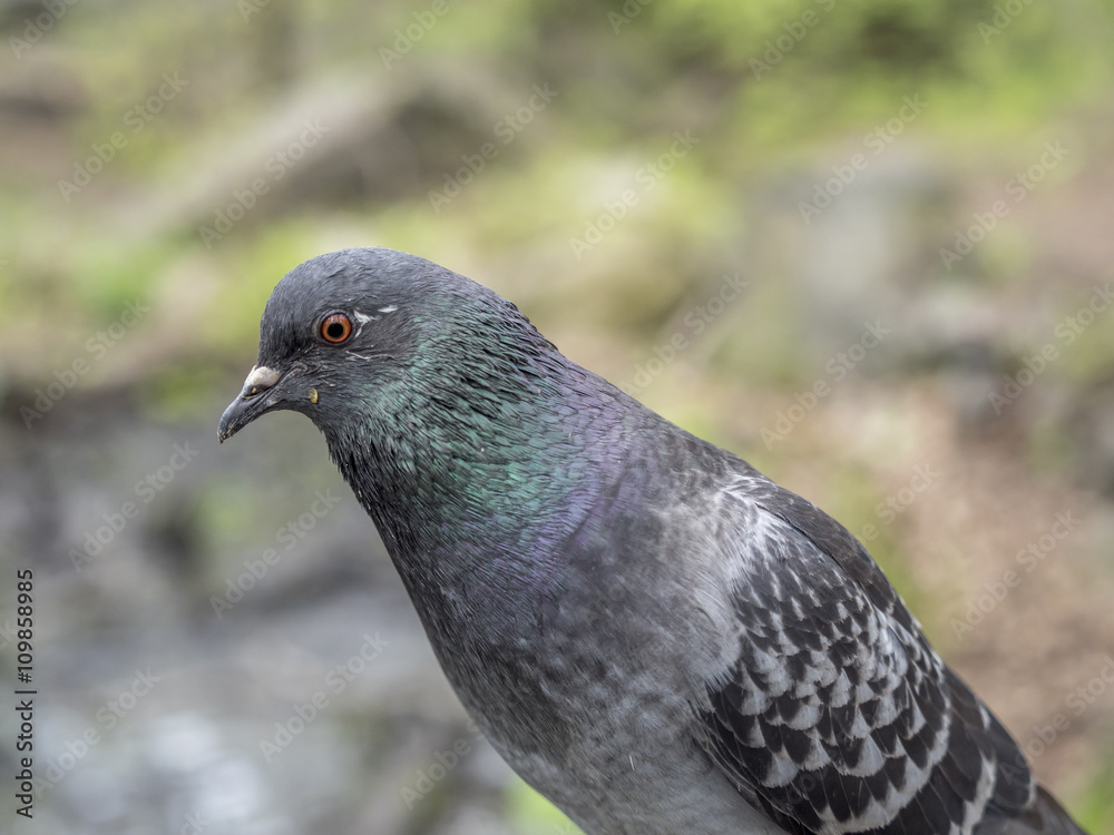 Feral pigeons,Columba livia domestica