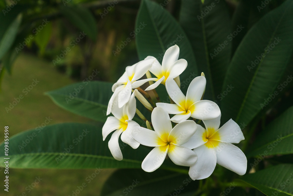 tropical flowers plumeria on a tree. tropical flowers plumeria on a tree.
