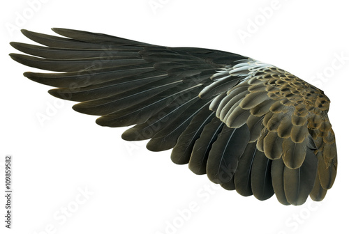 Wings isolated on white
