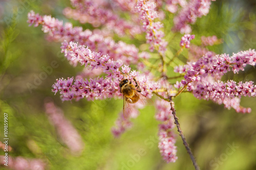 Wallpaper Macro of Bee Working on Pink Flower, Blur Background