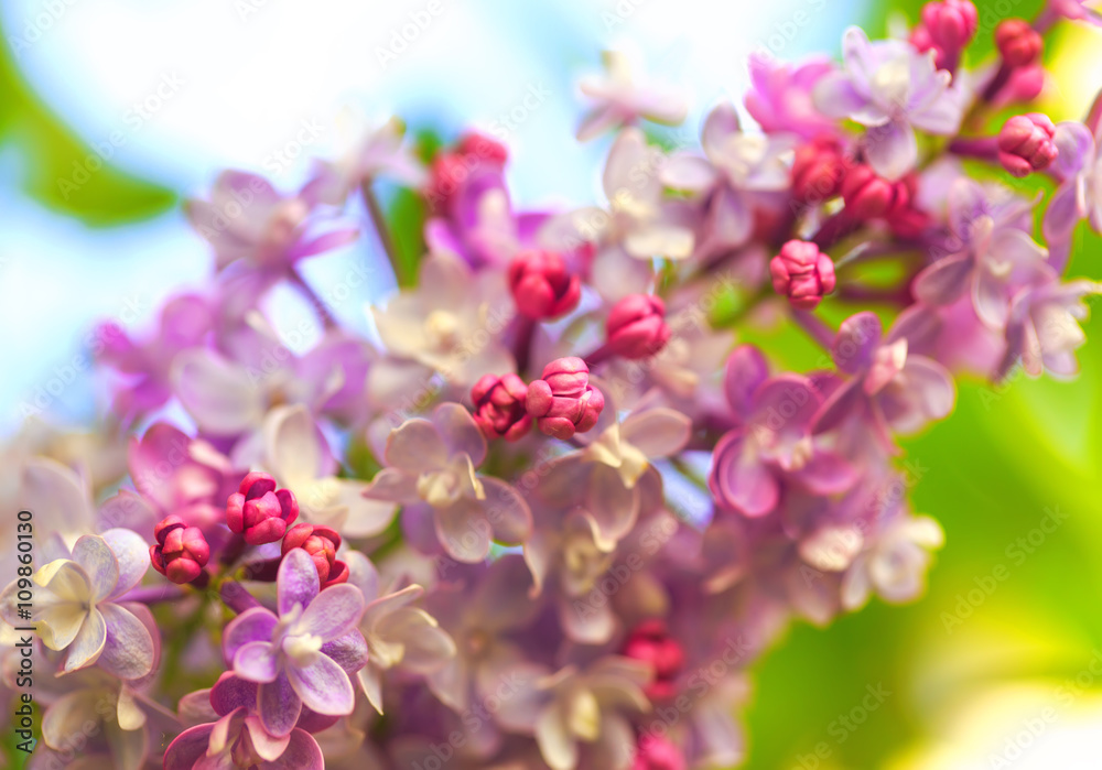Fototapeta premium Vibrant spring blossom of lilac, green fresh background.