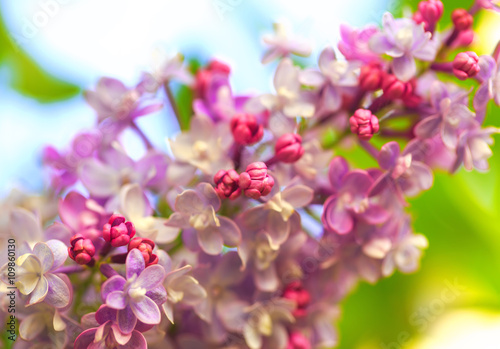 Vibrant spring blossom of lilac  green fresh background.