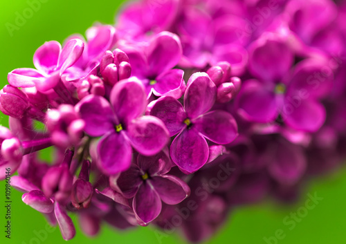 Vibrant spring blossom of lilac, green fresh background. © viki2103stock