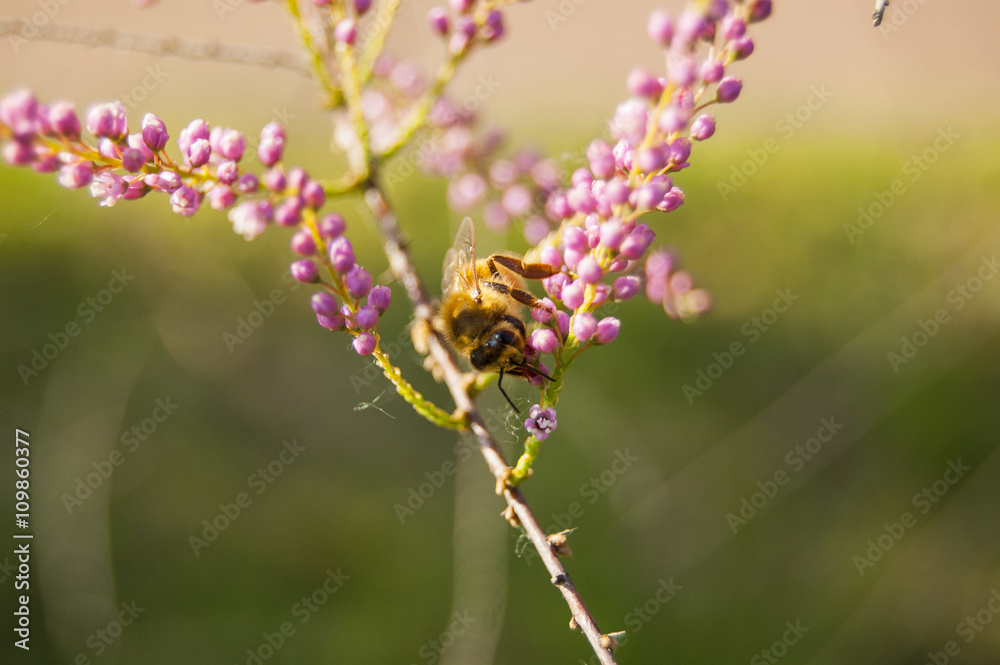 Wallpaper Macro of Bee Working on Pink Flower, Blur Background Wallpaper Macro of Bee Working on Pink Flower, Blur Background