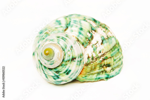 The sea shell isolated