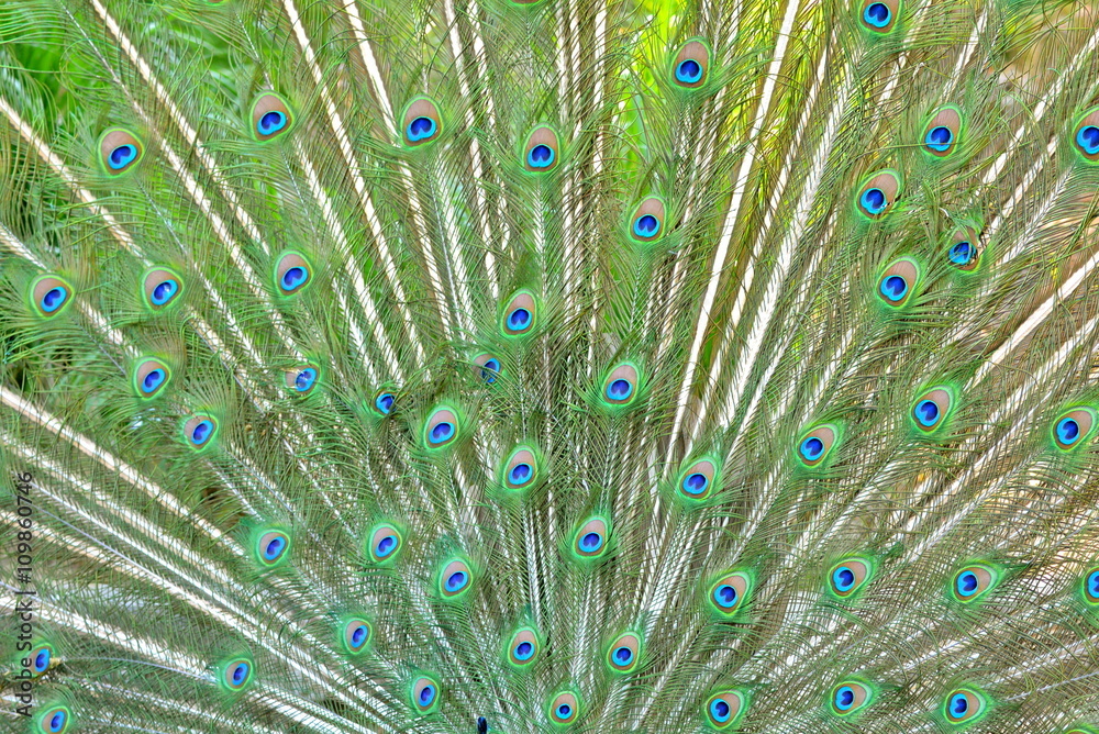 Plumes De Paon Qui Fait La Roue Stock Photo Adobe Stock