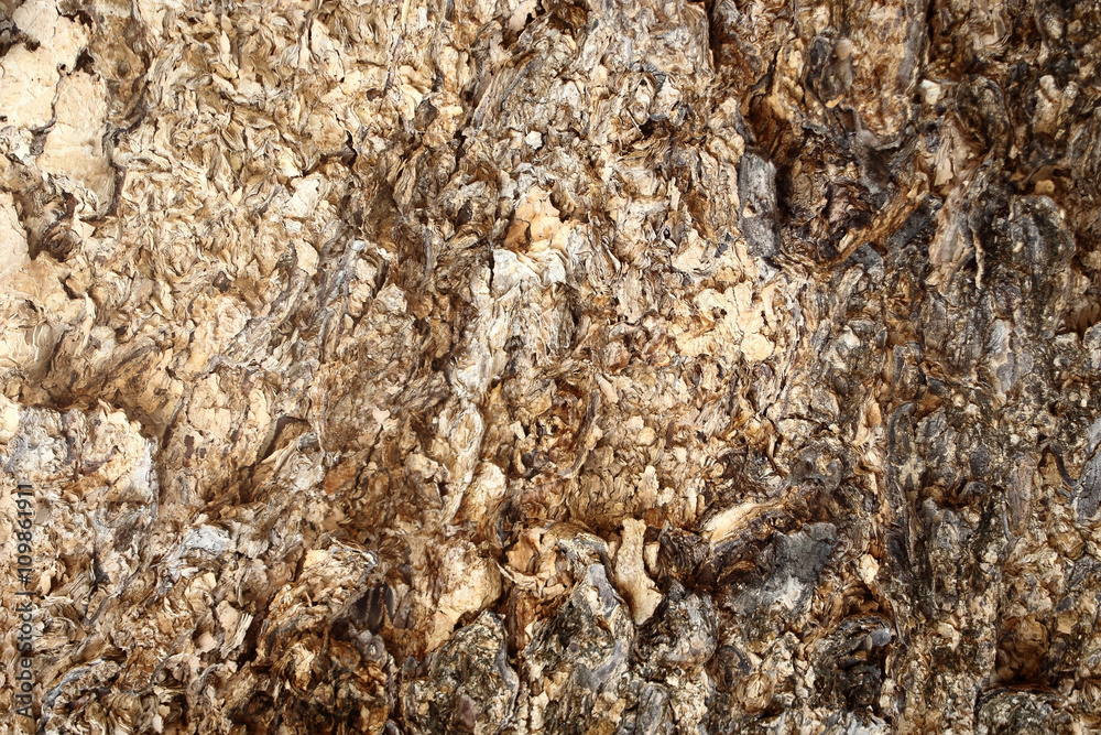 Tree bark detail for background. Tree bark detail for background.