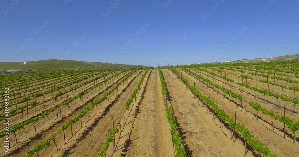 Aerial shot of young Grape vineyard Aerial shot of young Grape vineyard