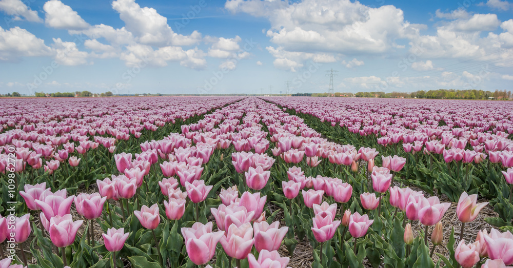 Panorama of pink tulips