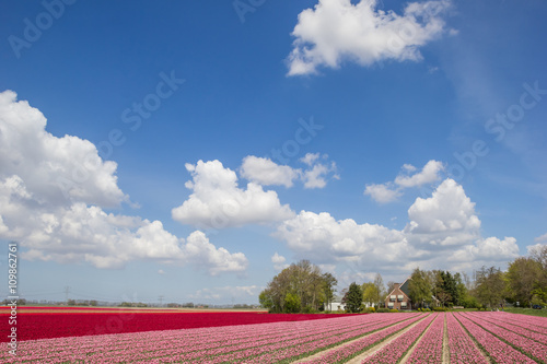 Field of pink and red tulips photo