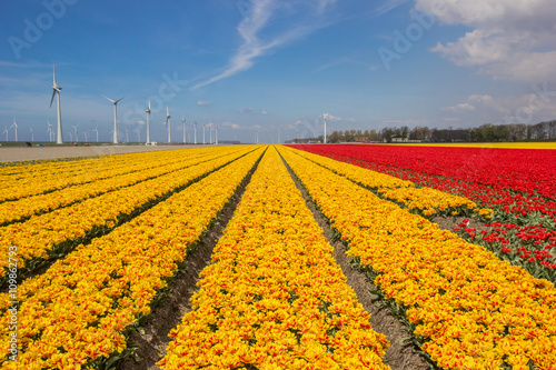 Field of yellow tulips and turbines