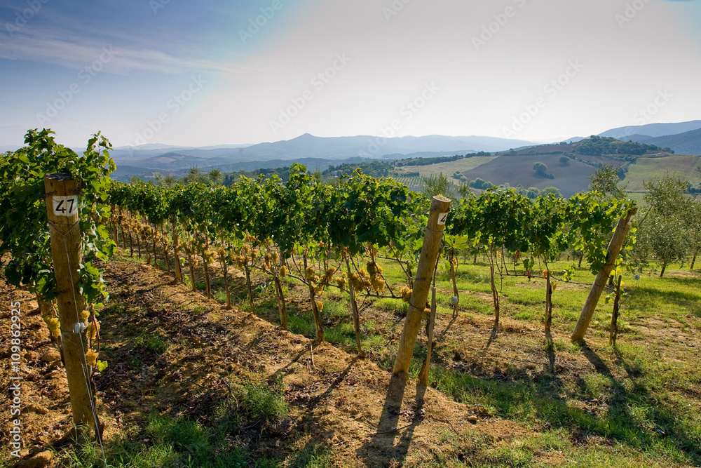 Italy, Tuscany, Bolgheri valley, vineyard, wine grape