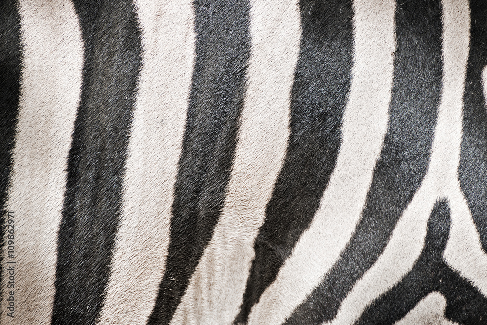 Zebra skin detail Zebra skin detail