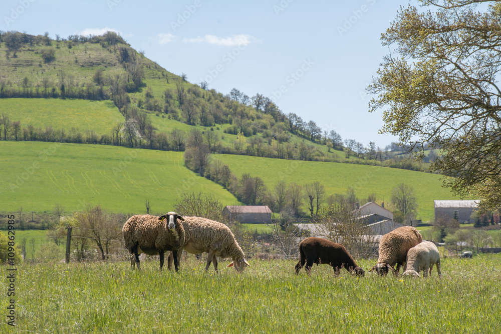 troupeau de moutons en pâture