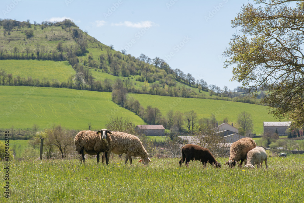 troupeau de moutons en pâture troupeau de moutons en pâture