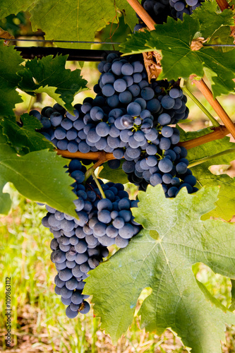 Billede på lærred Italy, Tuscany, Bolgheri valley, vineyard, wine grape