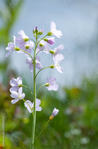 Blumen - Frühling im Garten