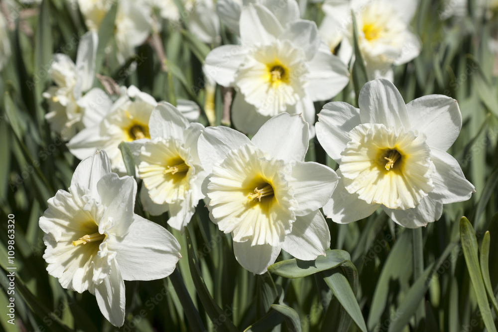 Blooming white daffodils in the park sunny spring day Blooming white daffodils in the park sunny spring day