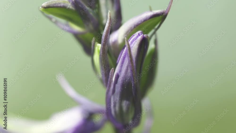 Macro Closeup Shot Of Spring Bluebells In Full Bloom. Filmed In Slow Motion For Smooth Shot Macro Closeup Shot Of Spring Bluebells In Full Bloom. Filmed In Slow Motion For Smooth Shot
