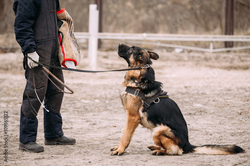 German Shepherd Dog Training. Biting Alsatian Wolf Dog