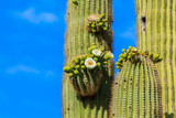 Springtime blossoms on a 20-foot tall Saguaro cactus in Arizona's Sonoran desert.  Blooming once each year, these flowers live for only 24 hours. 