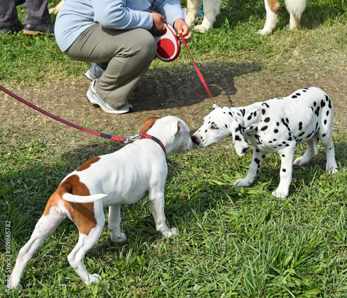 Young puppies making friends photo