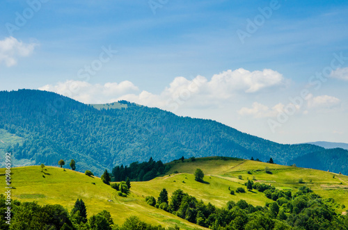 Fototapeta Naklejka Na Ścianę i Meble -  mountain summer landscape. trees near meadow and forest on hills