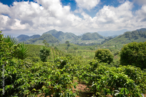 Coffee plantations in the highlands of western Honduras with the crop ready to be harvested