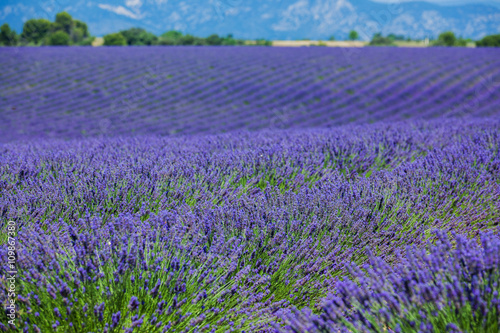  Lavanda fields. Provence