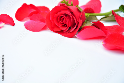red rose on white background © guy2men