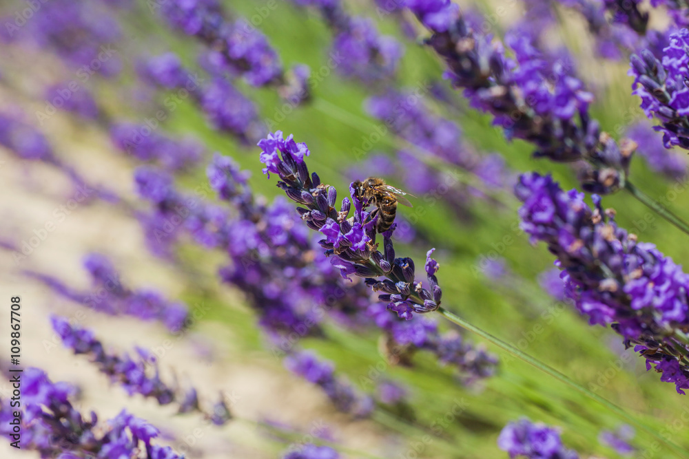 Obraz premium Blooming lavender on a field.