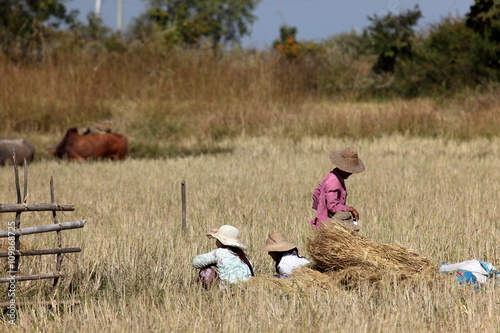 Landwirtschaft in Myanmar photo