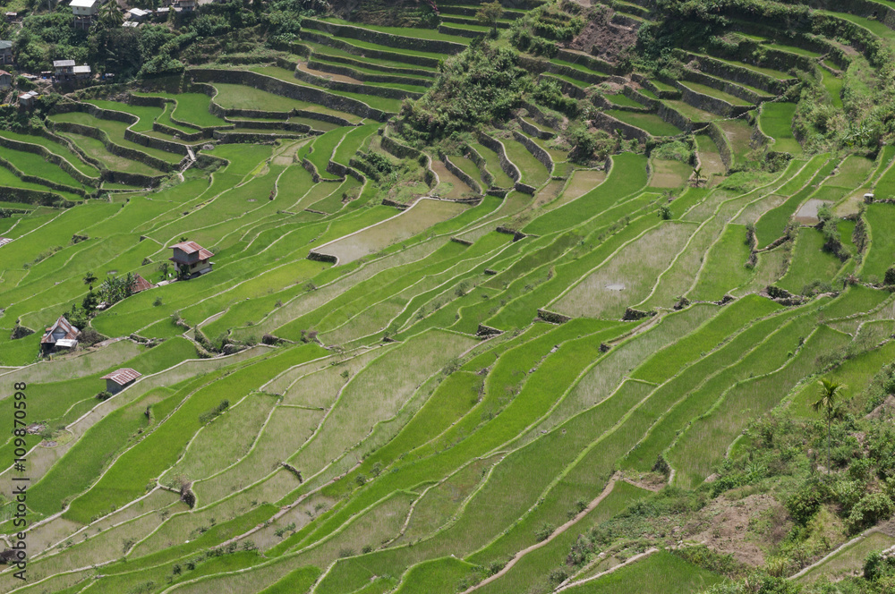 Reisterrassen / Reisterrassen in der Umgebung von Batad auf der Insel Luzon, Philippinen.