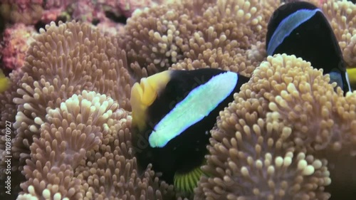 Anemones and clown fish in the stream. Close Up Shot. Amazing, beautiful underwater marine life world of sea creatures in Maldives. Scuba diving and tourism. photo