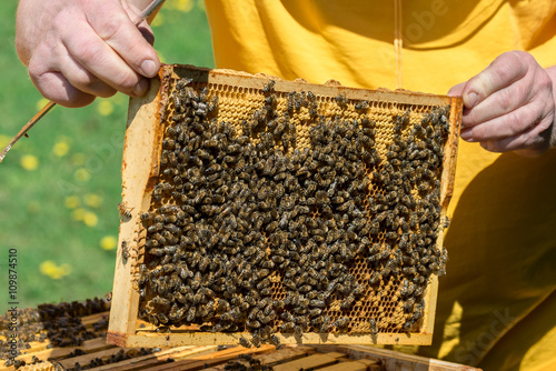 Imker kontrolliert die Honigwaben seines Bienenstocks der Honigbiene (Apis mellifera)
