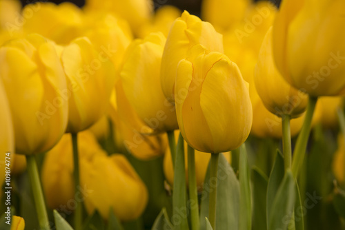 Beautiful blossoming tulips. Light yellow giant tulips blooming in garden is very beautiful garden arrangement